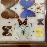 Butterfly tray stuffed under glass