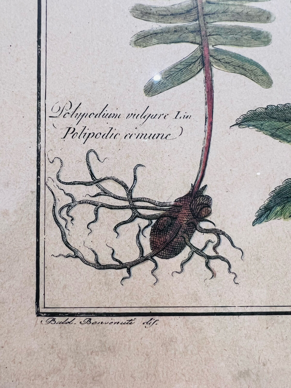 Vintage herbarium frame