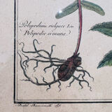 Vintage herbarium frame