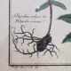 Cadre herbier vintage