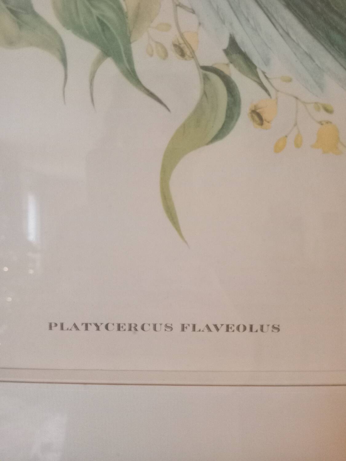 old lithographs - Exotic birds after John Gould