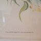 old lithographs - Exotic birds after John Gould