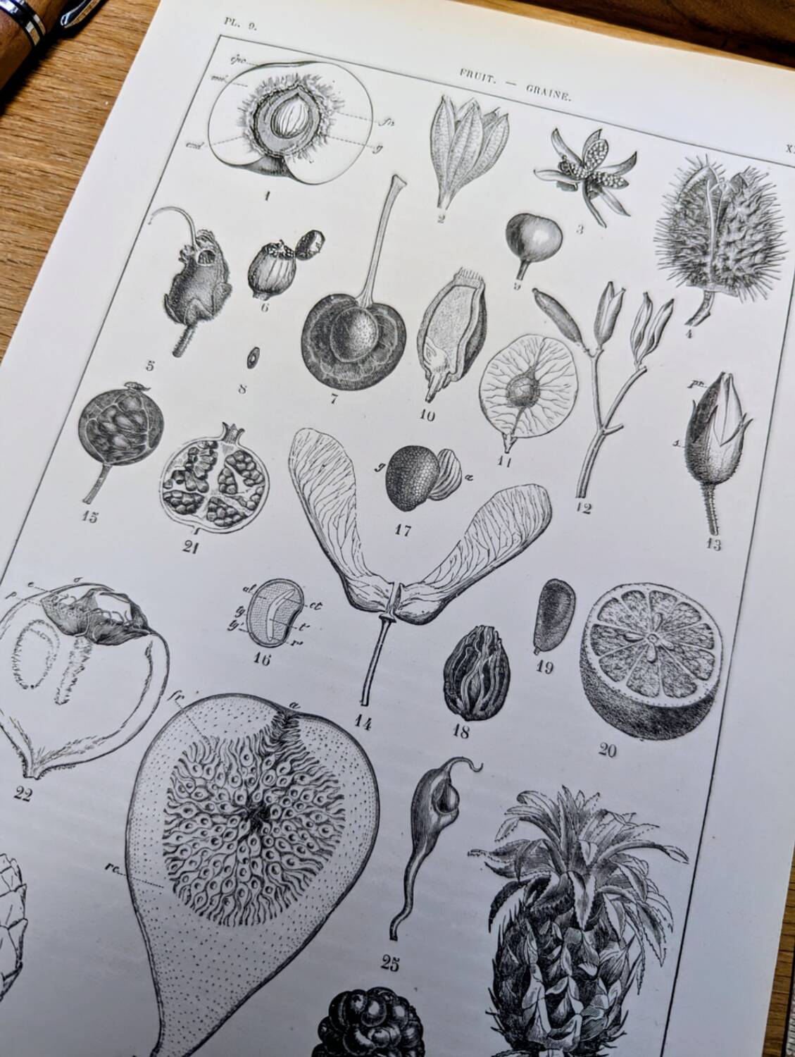 Printed in 1889, fruits and seeds. Antique botanical plate.