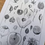 Printed in 1889, fruits and seeds. Antique botanical plate.