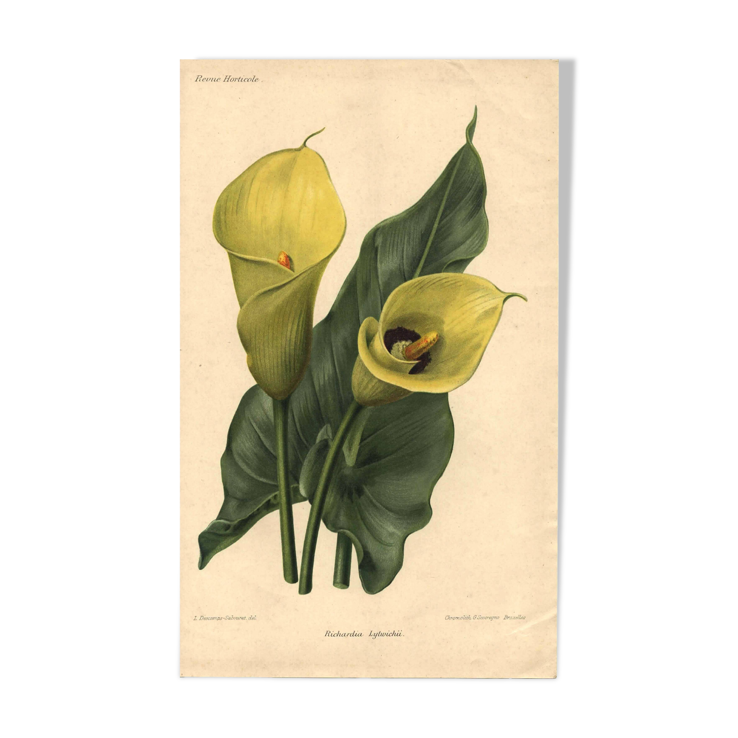 Botanical engraving from 1896 by Descamps-Sabouret • Richardia Lytwichii • Old lithograph