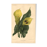 Gravure Botanique de 1896 par Descamps-Sabouret • Richardia Lytwichii • Lithographie ancienne
