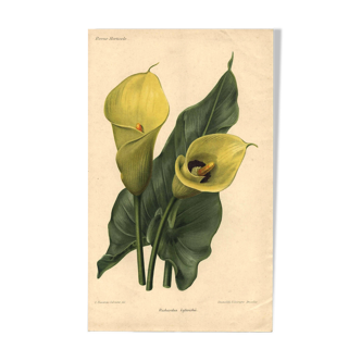 Botanical engraving from 1896 by Descamps-Sabouret • Richardia Lytwichii • Old lithograph
