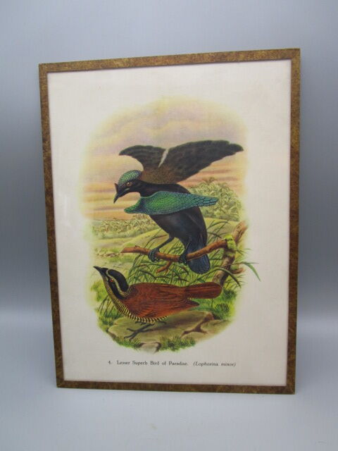 Engraving of ancient birds