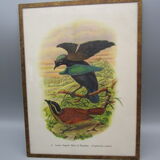 Engraving of ancient birds