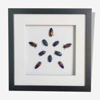Tableau composé de 10 scarabées multicolores sous cadre vitré