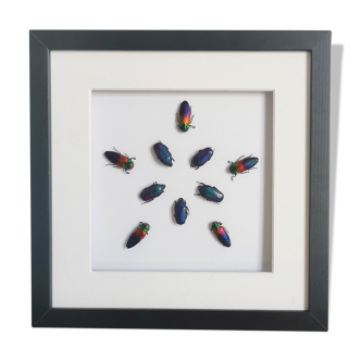 Painting composed of 10 multicolored beetles under glazed frame