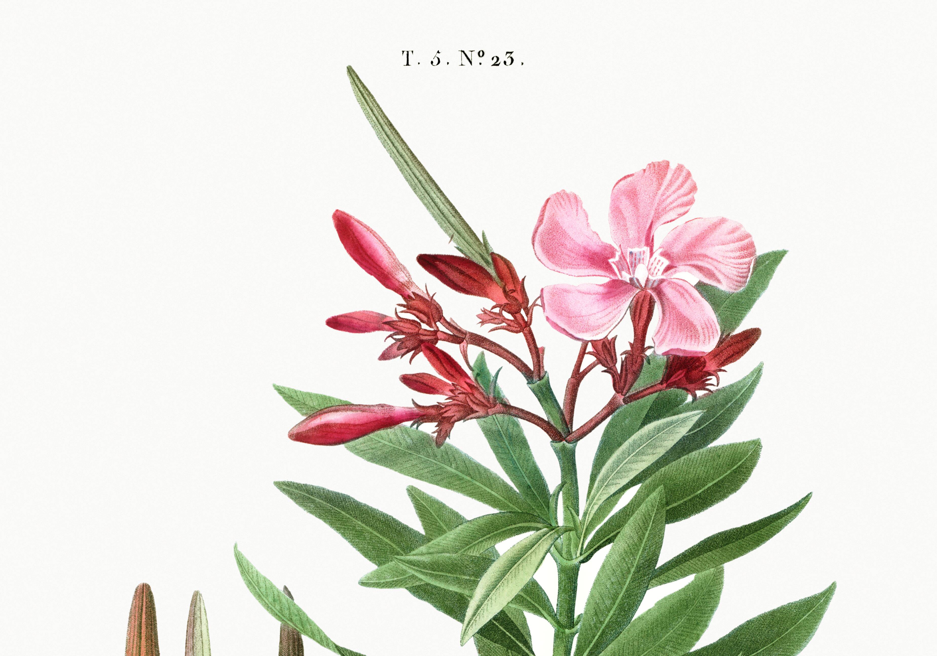 Botanical poster on the Oleander, after an old engraving from 1802