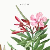 Botanical poster on the Oleander, after an old engraving from 1802