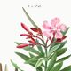 Botanical poster on the Oleander, after an old engraving from 1802