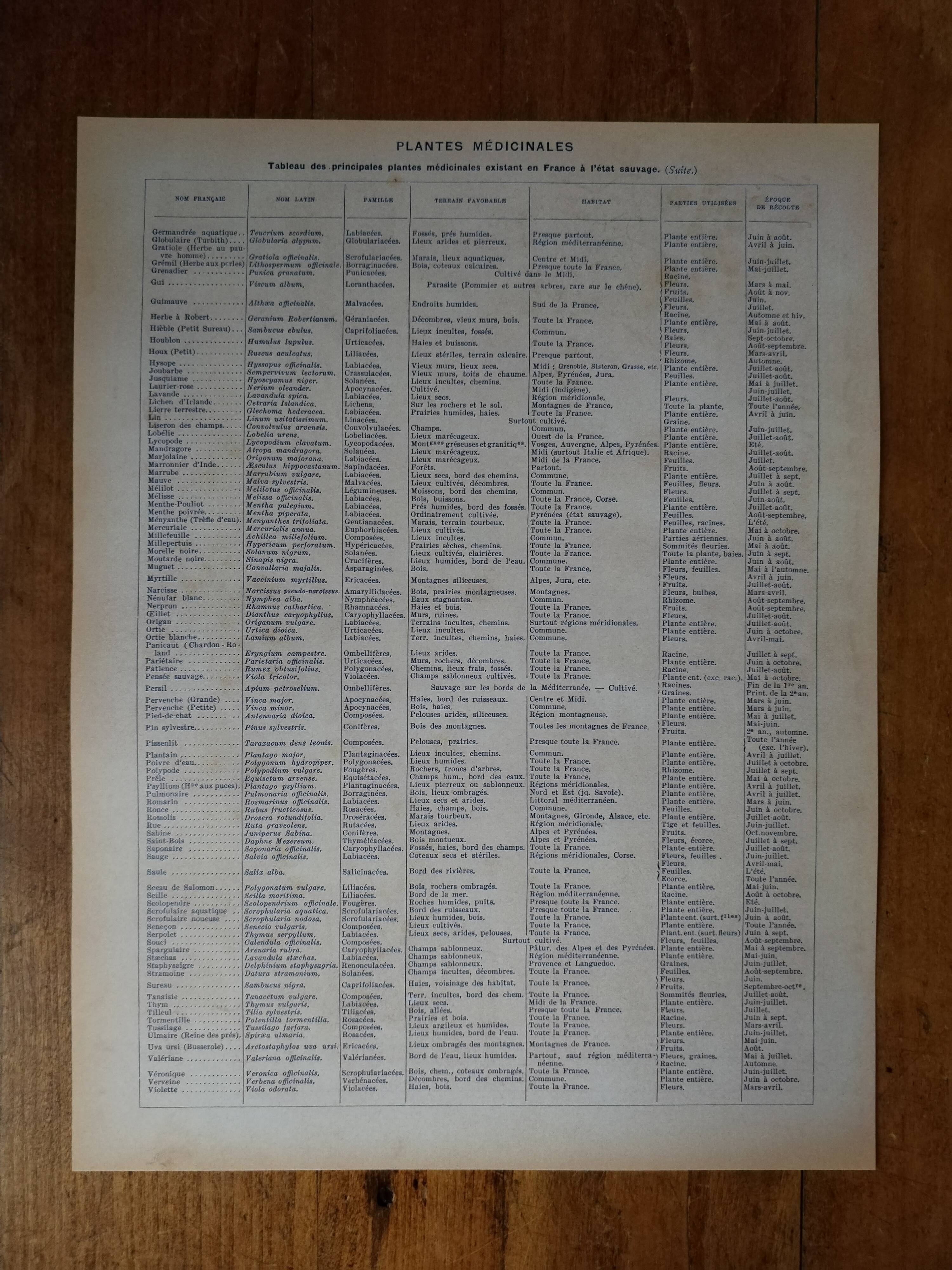 Original lithograph on medicinal plants (2)