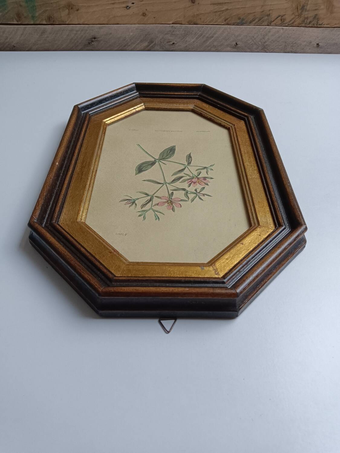 Old octagonal frame lithograph flower plant