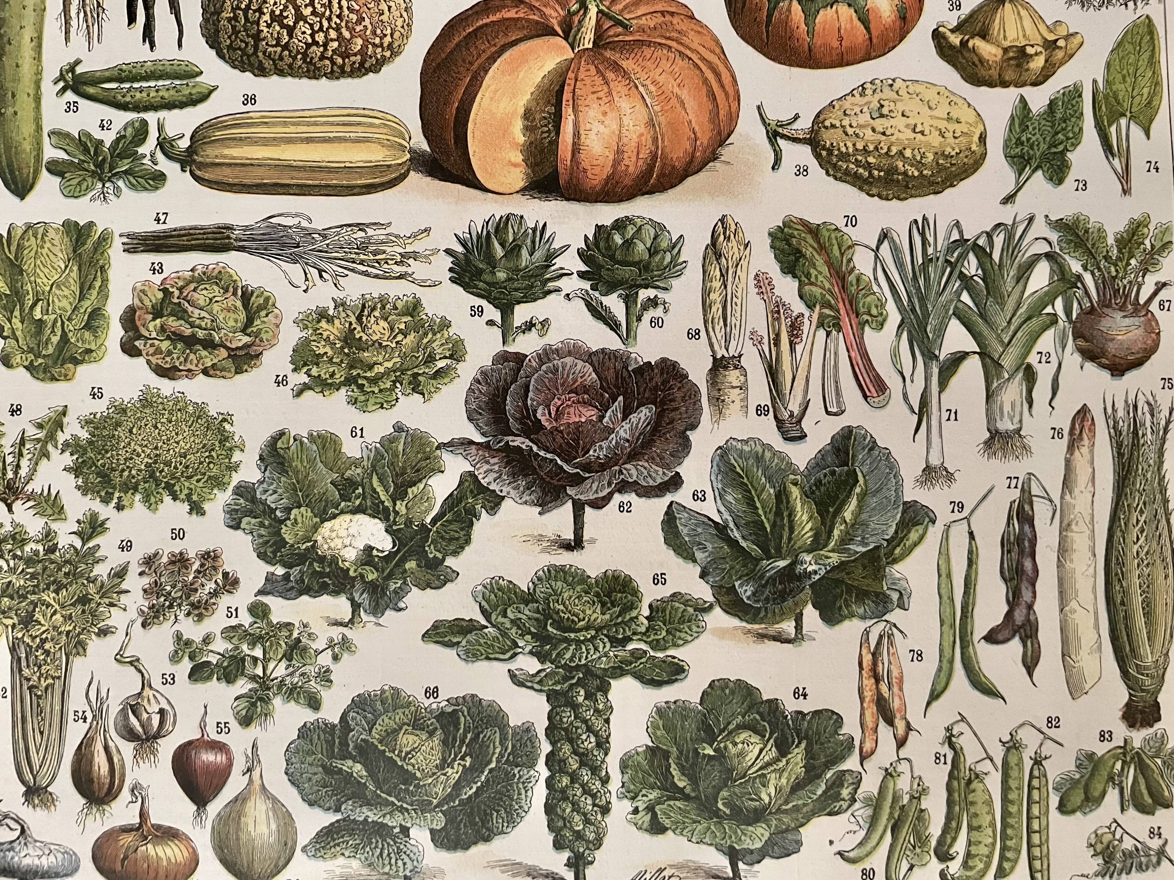 Lithograph on vegetables and vegetables from 1897