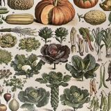 Lithograph on vegetables and vegetables from 1897