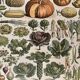 Lithograph on vegetables and vegetables from 1897