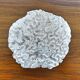 Brain coral