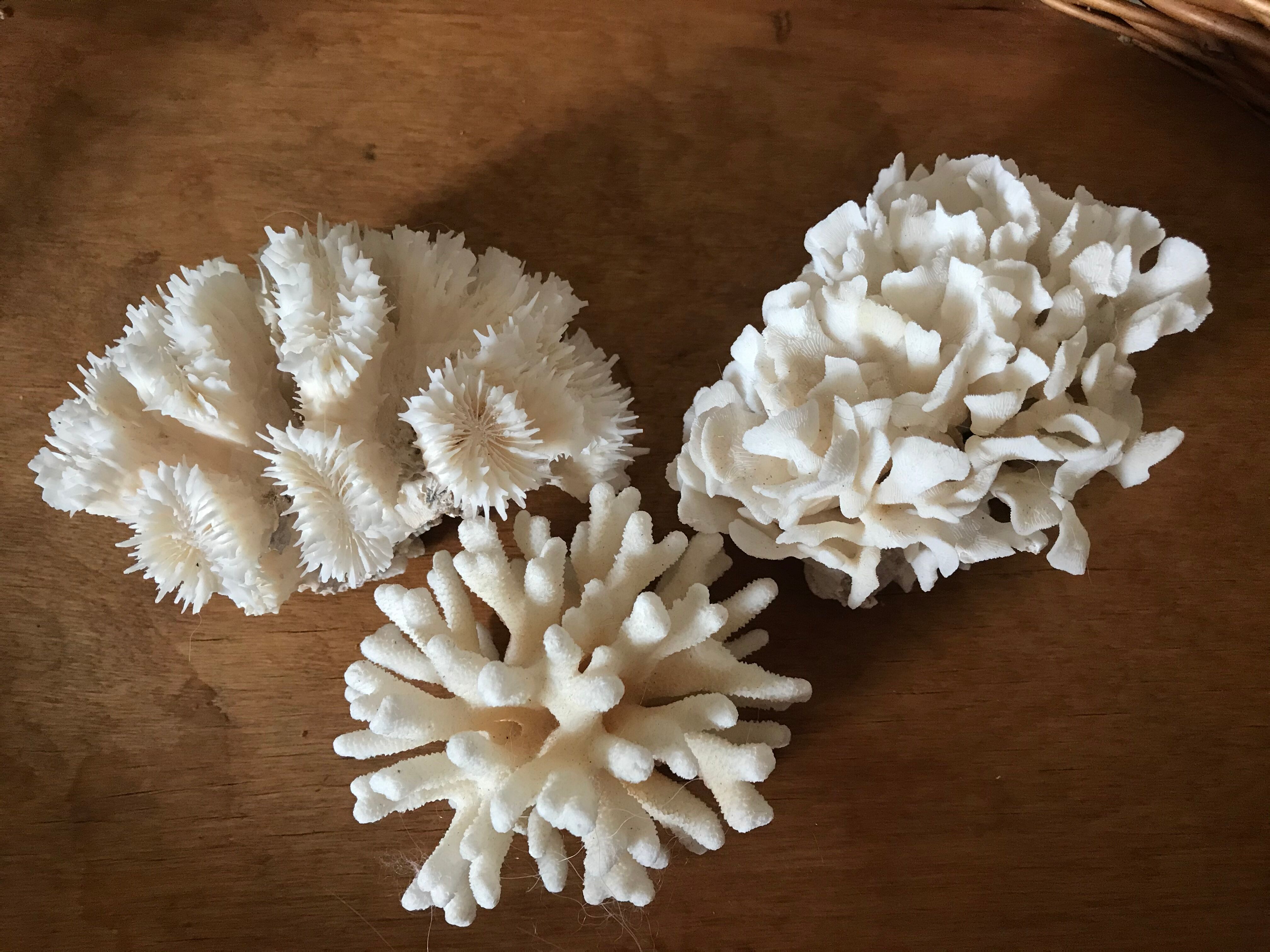 Ancient white coral in trio