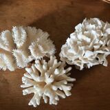 Ancient white coral in trio