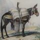 Original zoological plank "the Mulet" Buffon 1840