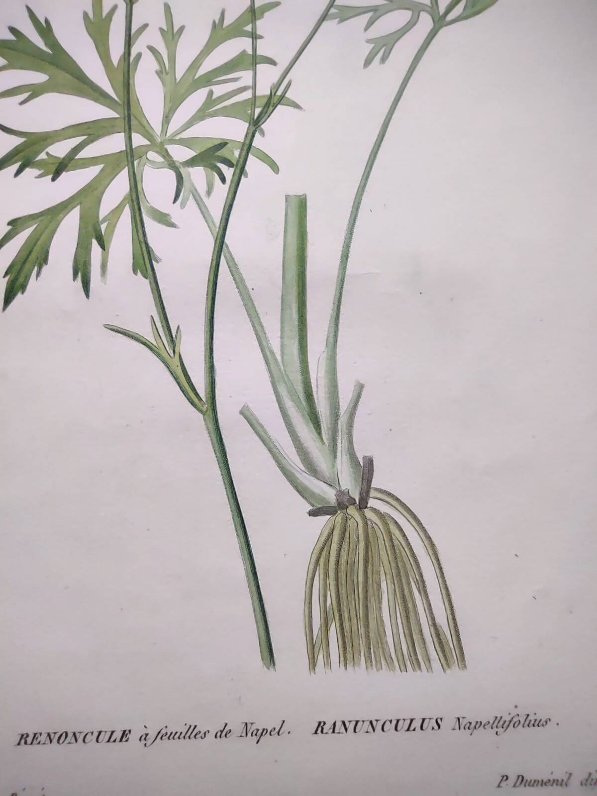 Antique botanical engraving from 1829 - Napel's buttercup - Plate