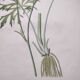 Antique botanical engraving from 1829 - Napel's buttercup - Plate