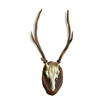 Deer head