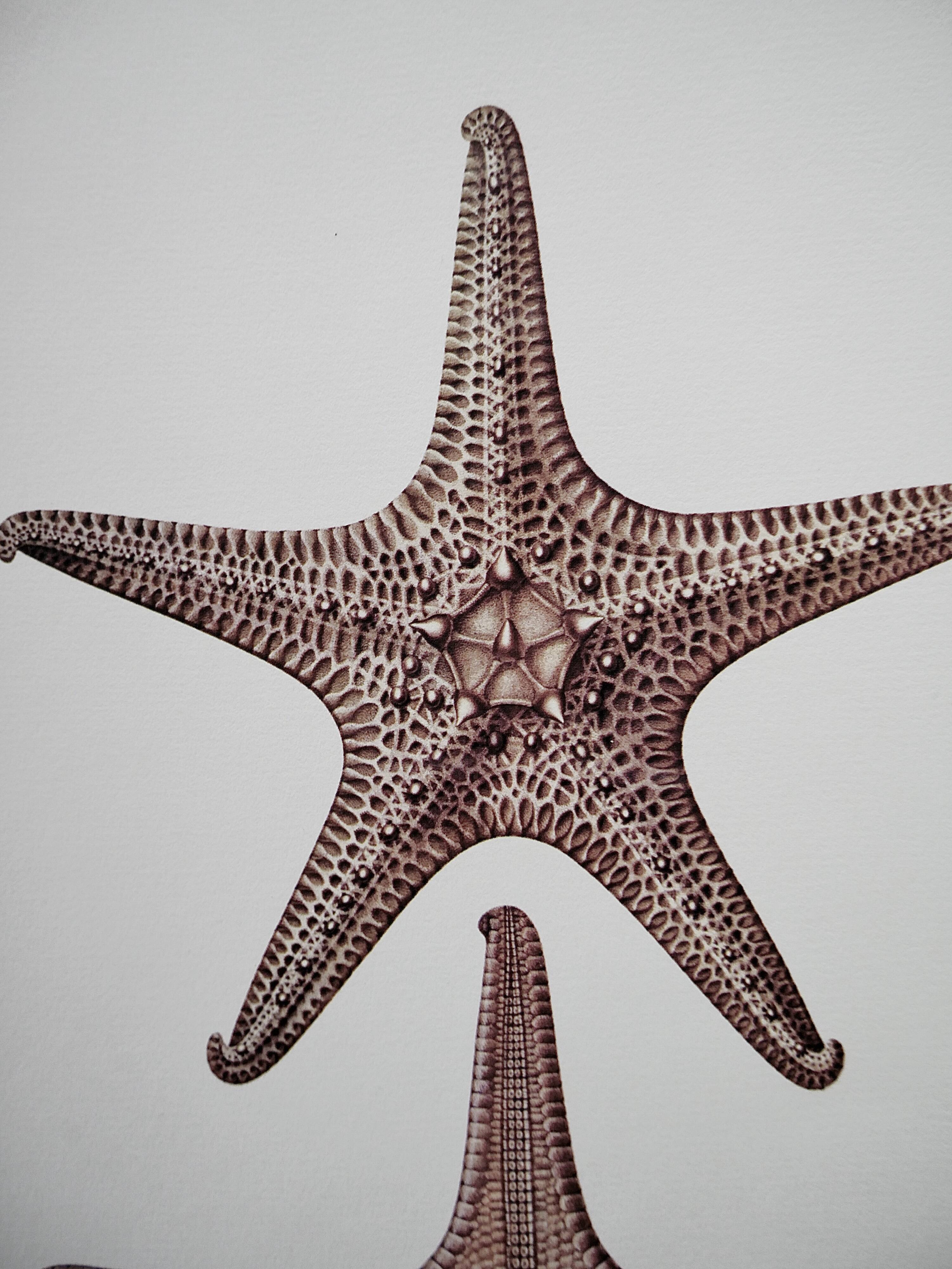 Bestiary Board Seychelles Asterie