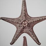 Bestiary Board Seychelles Asterie