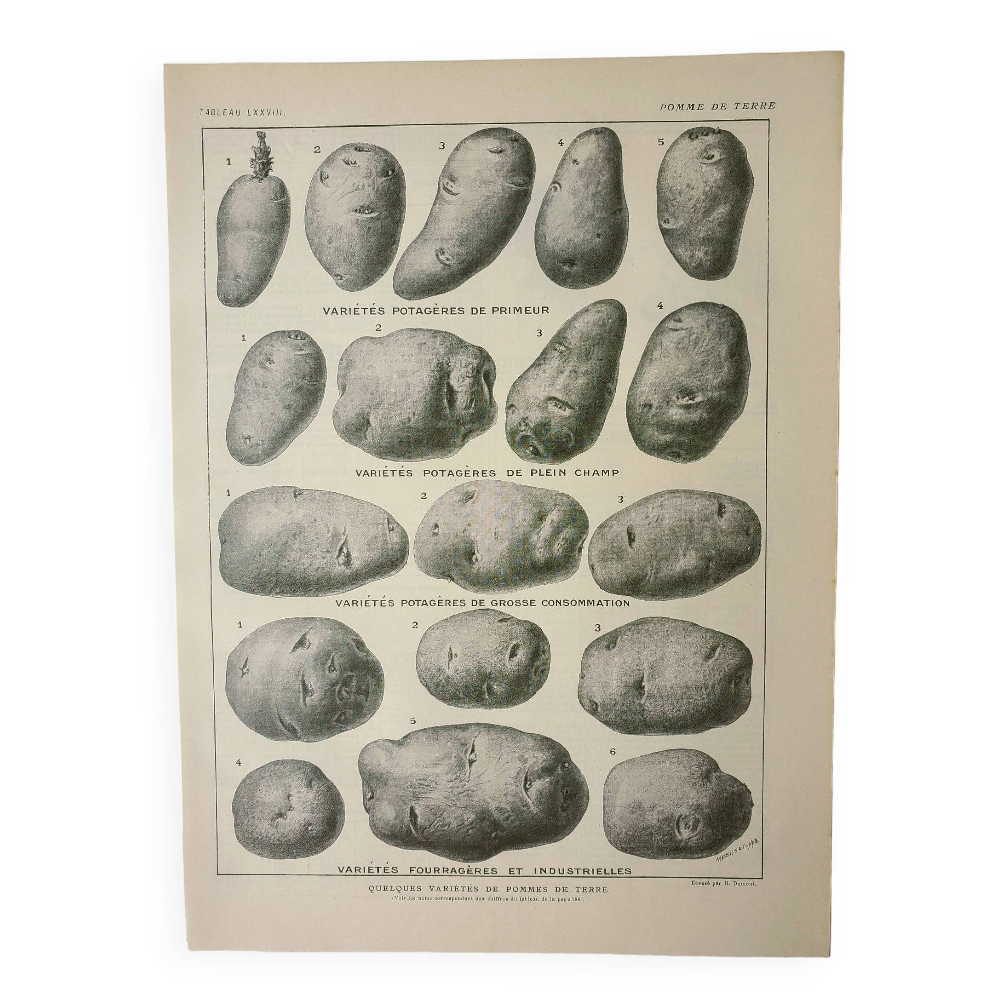 Old engraving 1922, Potato, varieties, vegetable garden, vegetable • Lithograph, Original plate