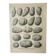 Old engraving 1922, Potato, varieties, vegetable garden, vegetable • Lithograph, Original plate