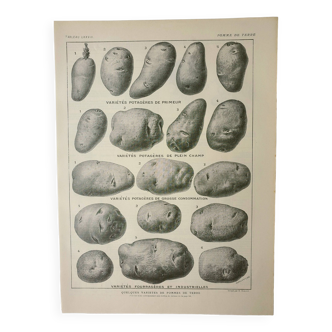 Gravure ancienne 1922, Pomme de terre, variétés, potager, légume • Lithographie, Planche originale