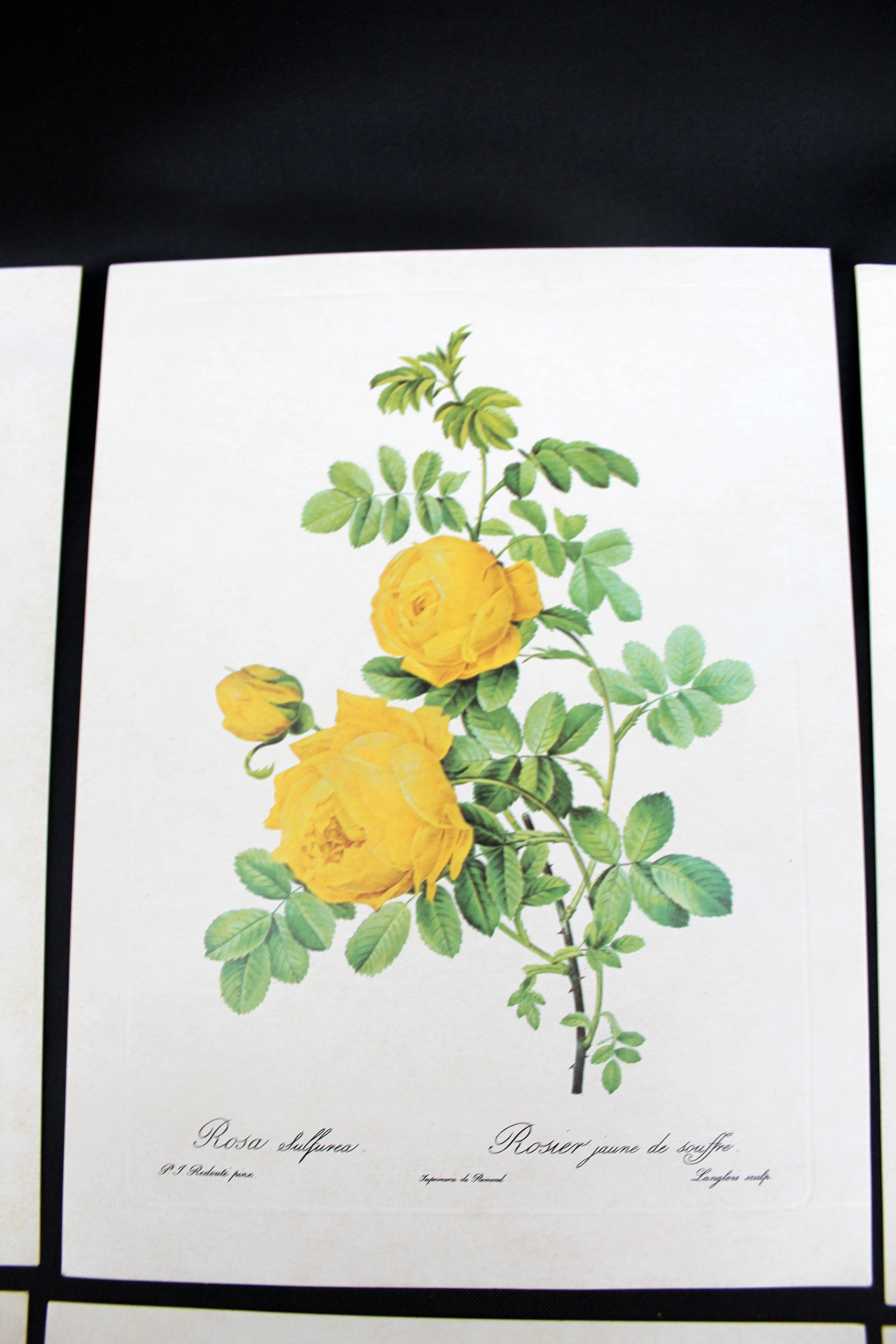 Lot of 6 vintage botanical prints, P.J. Redoute Roses Rosa, Imprimerie de Rémond