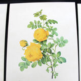 Lot of 6 vintage botanical prints, P.J. Redoute Roses Rosa, Imprimerie de Rémond