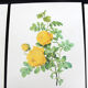 Lot of 6 vintage botanical prints, P.J. Redoute Roses Rosa, Imprimerie de Rémond