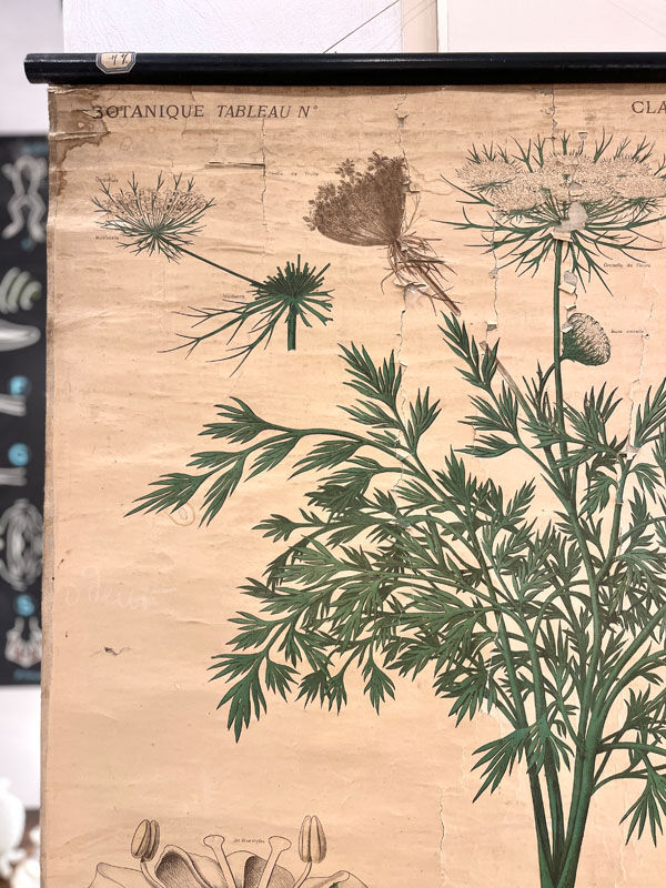 Old botanical plate of the house Deyrolle "The carrot"