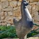 Cast-iron rooster