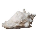 Giant shell