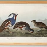 Poster about the crested partridge, based on an old engraving from 1827.