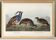 Poster about the crested partridge, based on an old engraving from 1827.