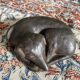 Sculpture chien couché