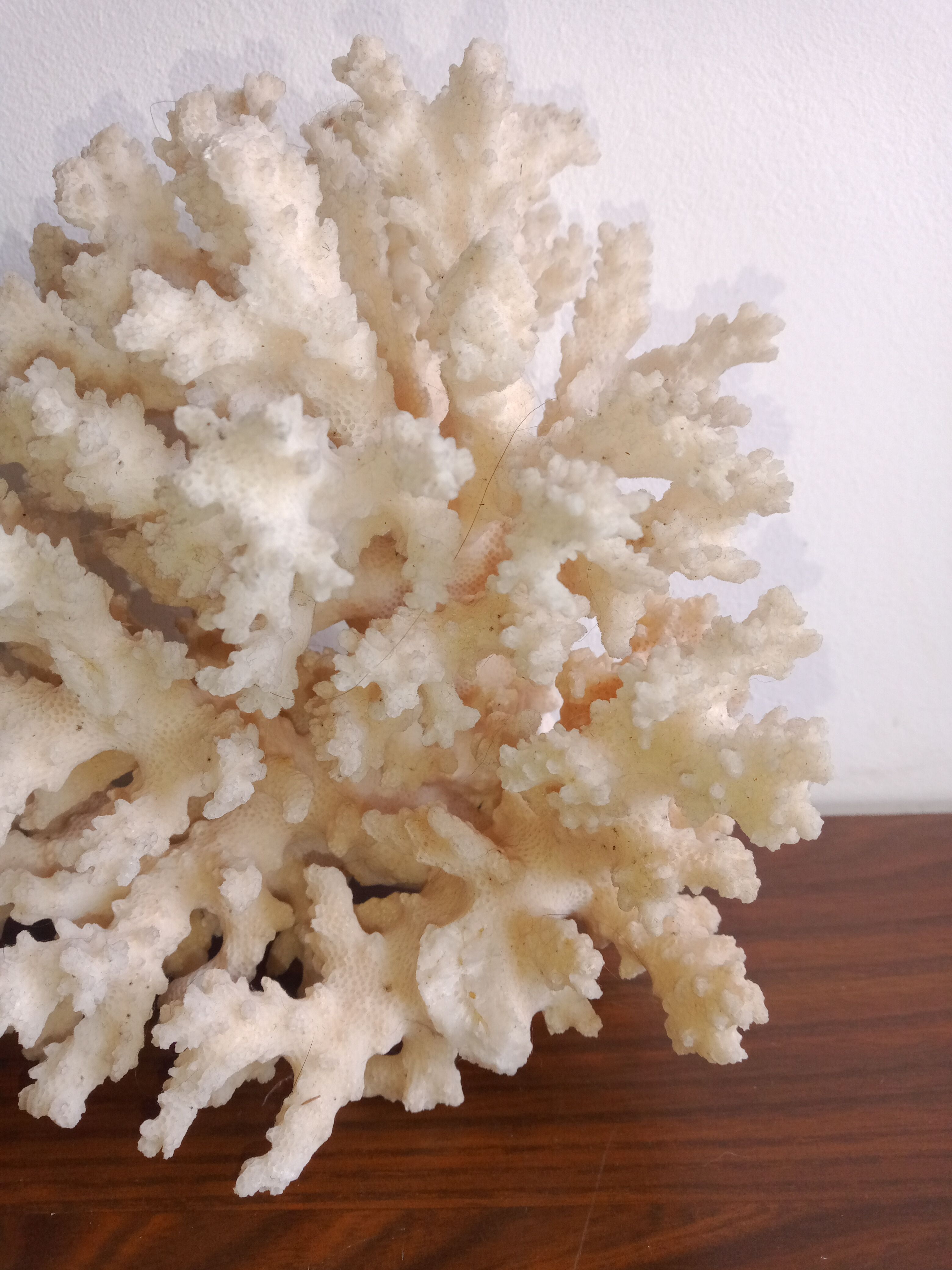 White coral