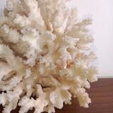 Corail blanc