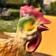 Pichet Carafe Coq Zoomorphe Vintage en Ceramique Barbotine Broc Coq