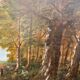 Tableau huile sur toile Paysage de foret 61 x 47