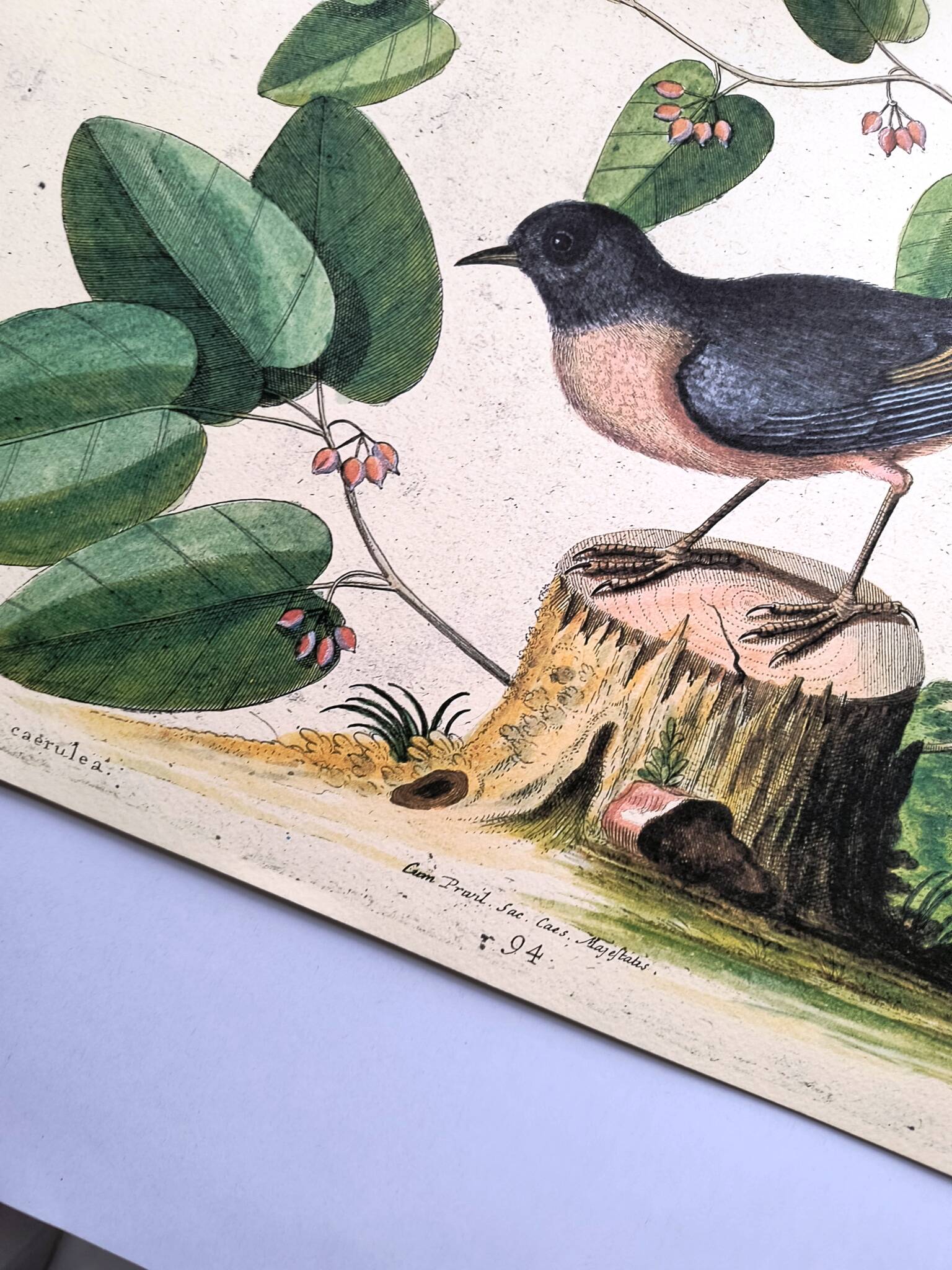 Old bird engraving - Robin - Vintage nature plate by Seligmann