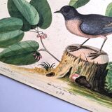 Old bird engraving - Robin - Vintage nature plate by Seligmann